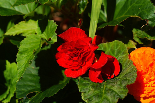 Begonia X Tuberhybrida